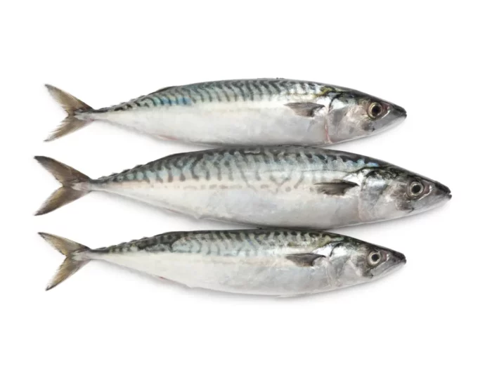 Mackerel - Harrati Trading Processing and export of seafood product