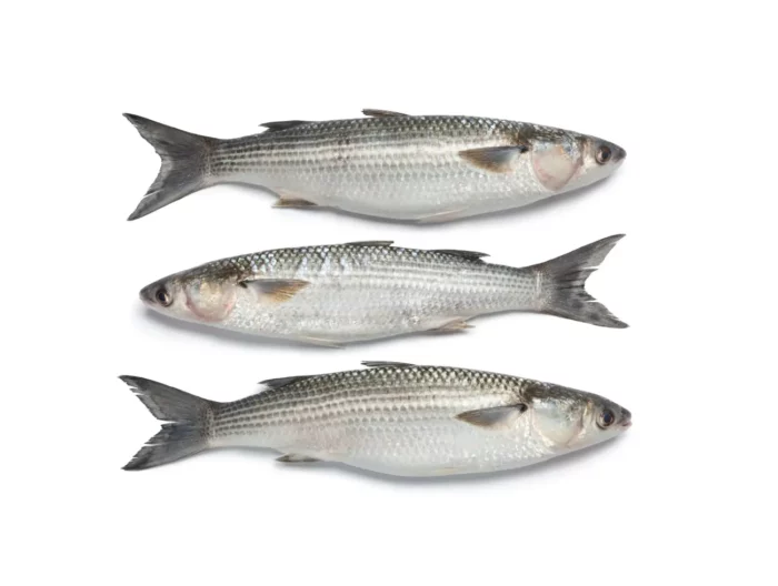 Mullet - Harrati Trading Processing and export of seafood product