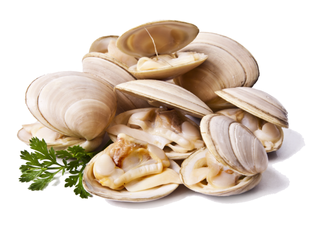 Clams Palourde-Trading Processing and export of seafood product