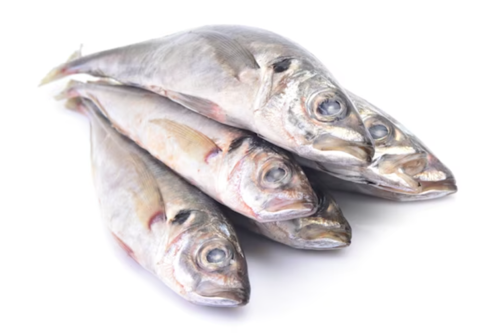 Horse Mackerel - Harrati Trading Processing and export of seafood product