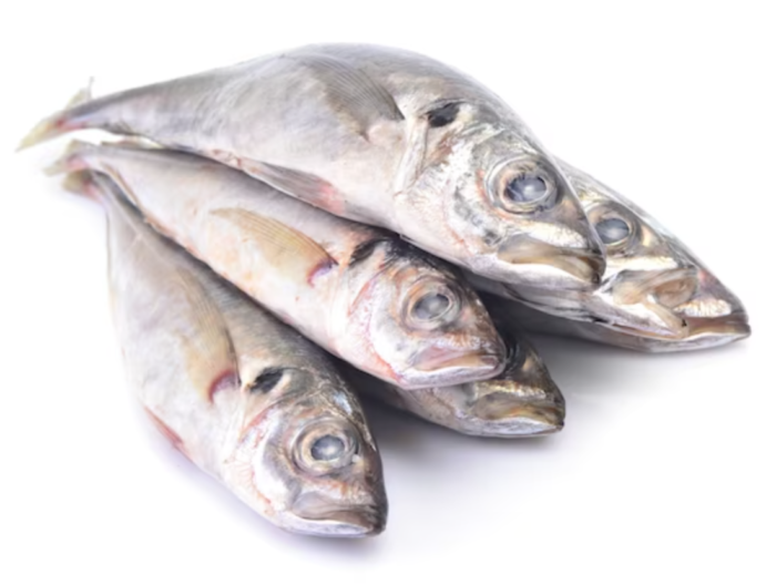 Horse Mackerel - Harrati Trading Processing and export of seafood product