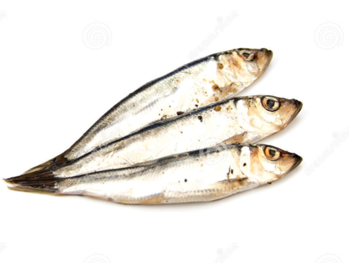 Anchovy Anchois - Harrati Trading Processing and export of seafood product