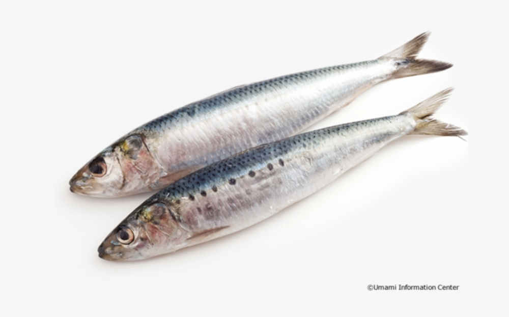 Sardine - Harrati Trading Processing and export of seafood product