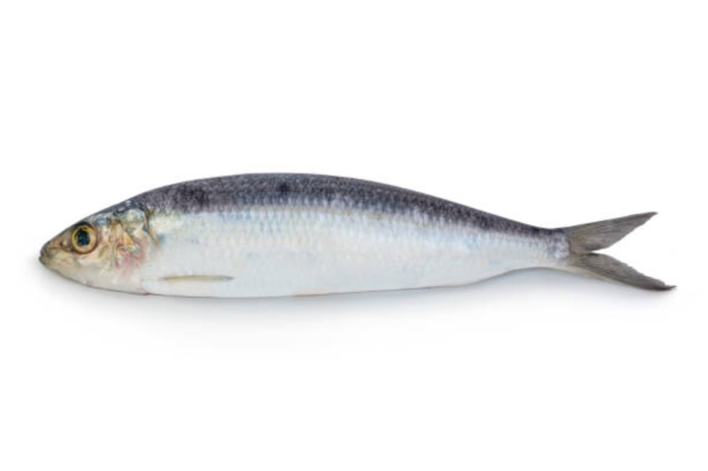 Sardinella Sardinelle - Harrati Trading Processing and export of seafood product
