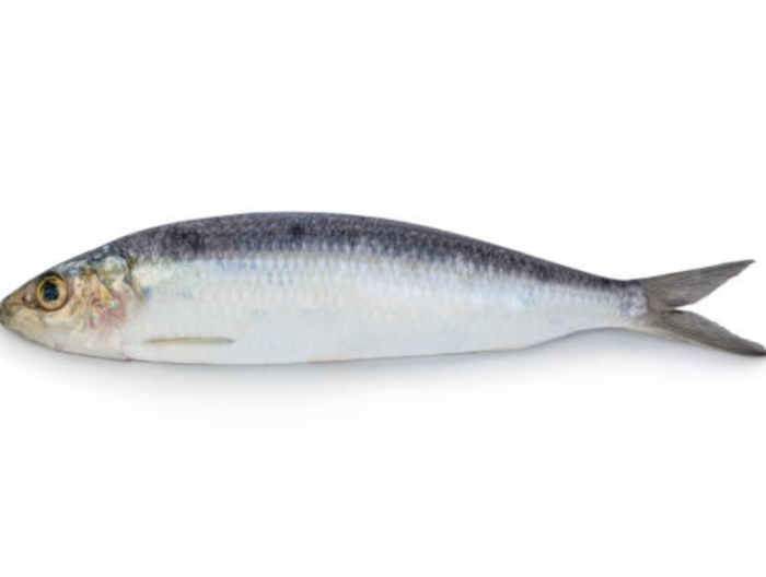 Sardinella Sardinelle - Harrati Trading Processing and export of seafood product