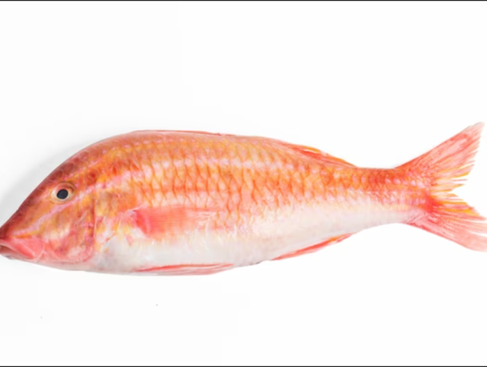 Red Mullet-Rouget-Salmonete Harrati Trading Processing and export of seafood product