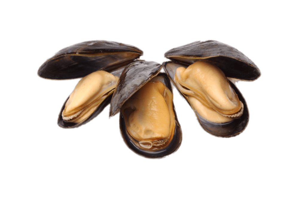 Mussel Harrati Trading Processing and export of seafood product