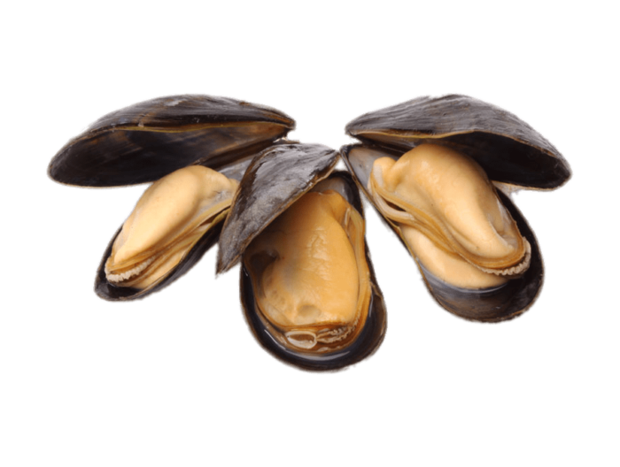 Mussel Harrati Trading Processing and export of seafood product
